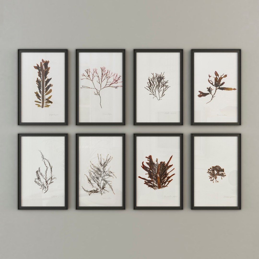 marine flora pressing 3D https://p.turbosquid.com/ts-thumb/Km/4pMyvz/emYjXAA6/marine3b/jpg/1493840773/1920x1080/fit_q87/95fb7744b49016e79a756f97392be5c9dd025b63/marine3b.jpg