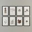 Marine Flora Pressings Art