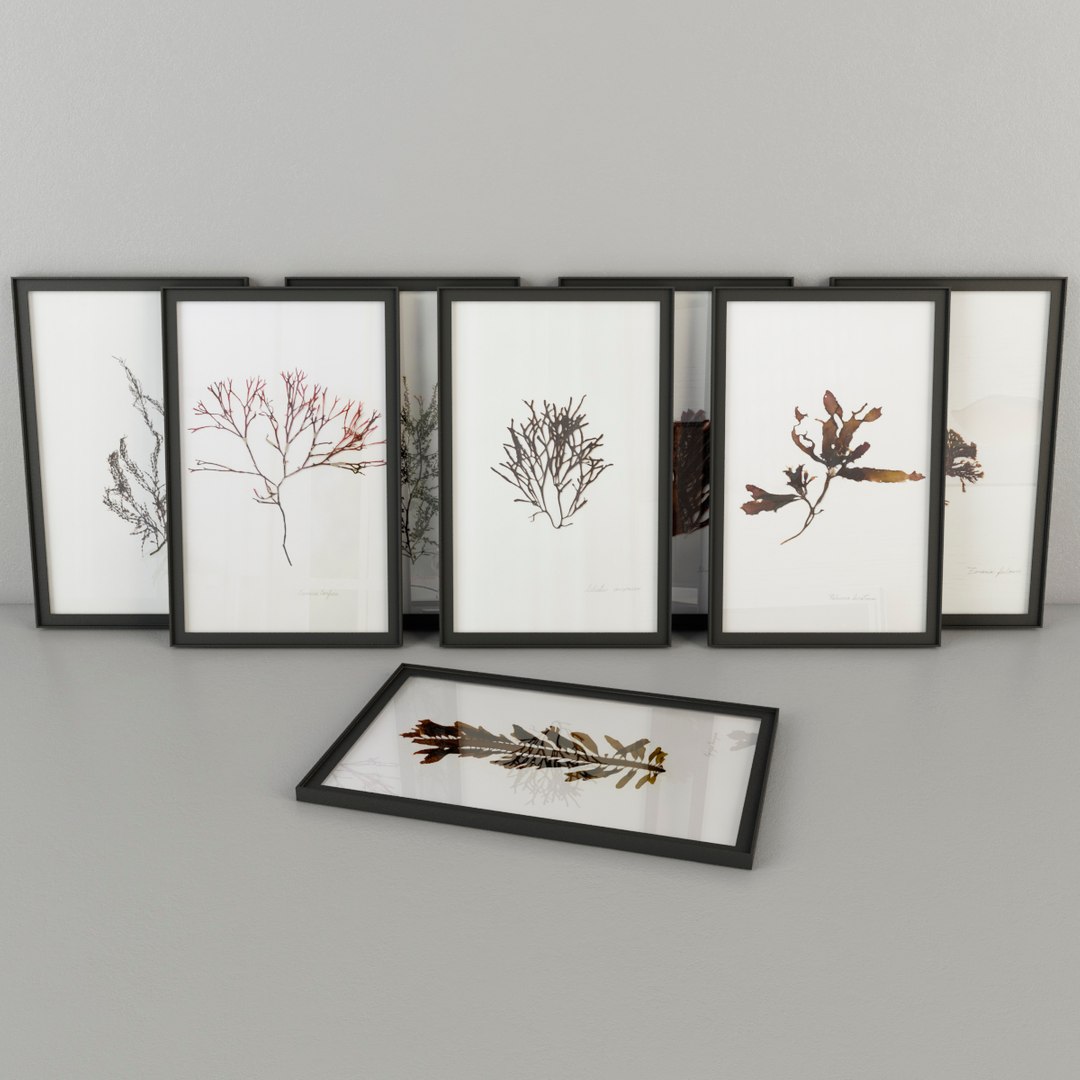marine flora pressing 3D https://p.turbosquid.com/ts-thumb/Km/4pMyvz/qlw5x9xZ/marine1/jpg/1492613395/1920x1080/fit_q87/222da7e61fb8f8b379aa39c7951d64717a353517/marine1.jpg