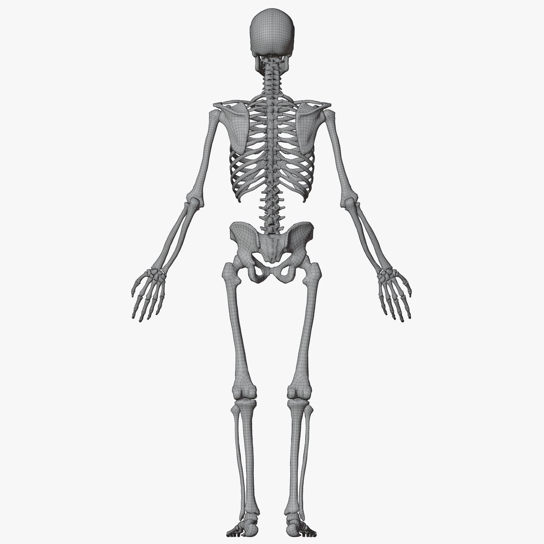 Human Skeleton 3D - TurboSquid 2085769