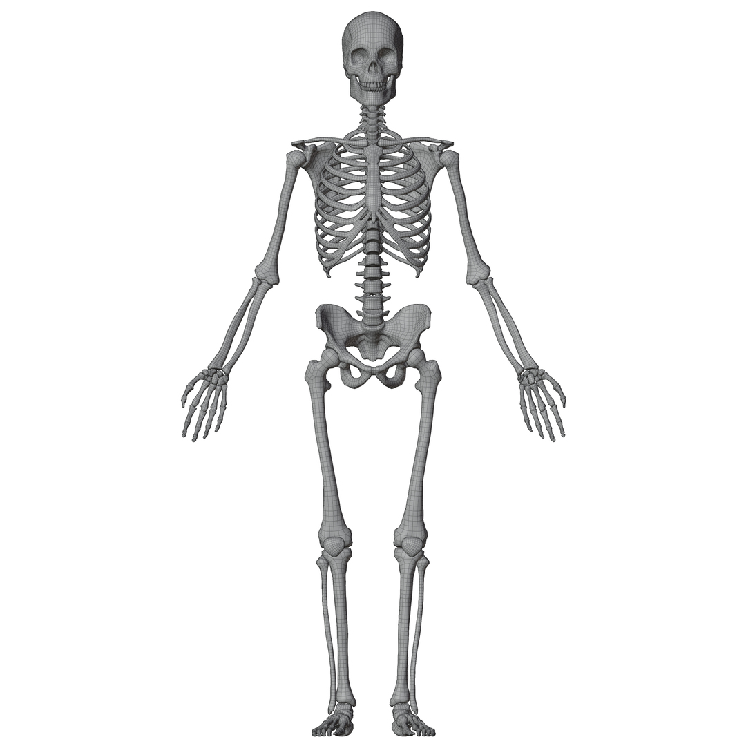 Human Skeleton 3D - TurboSquid 2085769