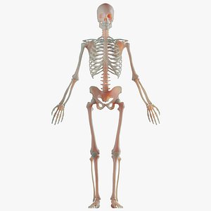 Human Skeleton 3D