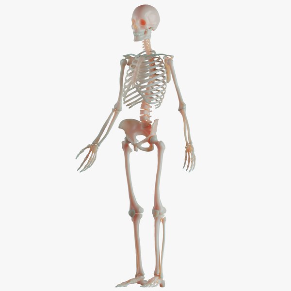 Modello anatomico di scheletro umano - medicina e biologia, Ditta