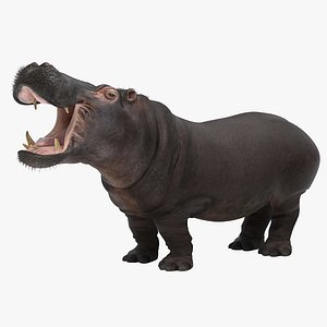 Hippopotamus