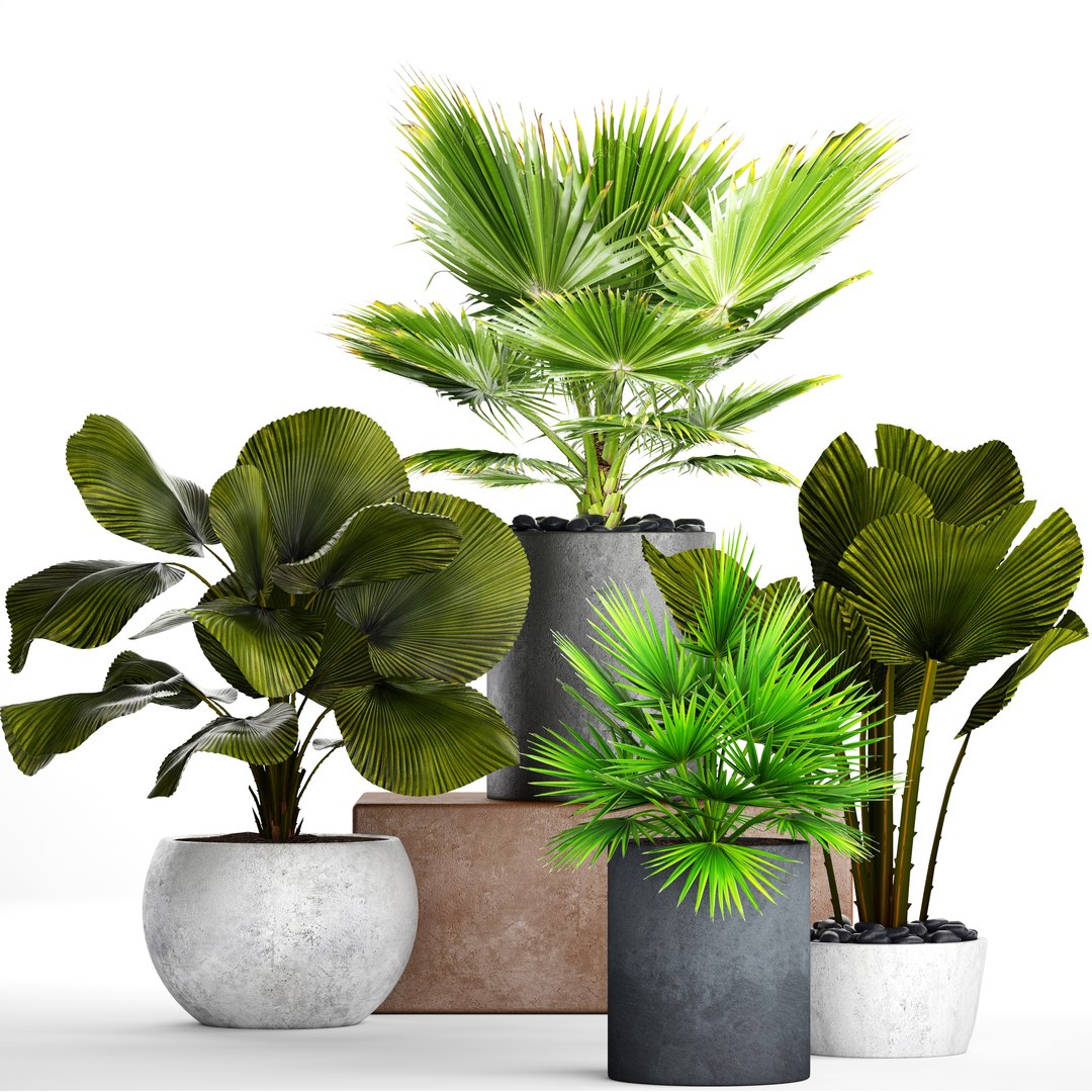 Palms Pots 3D Model - TurboSquid 1152480