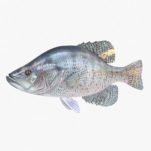 3D White Crappie model