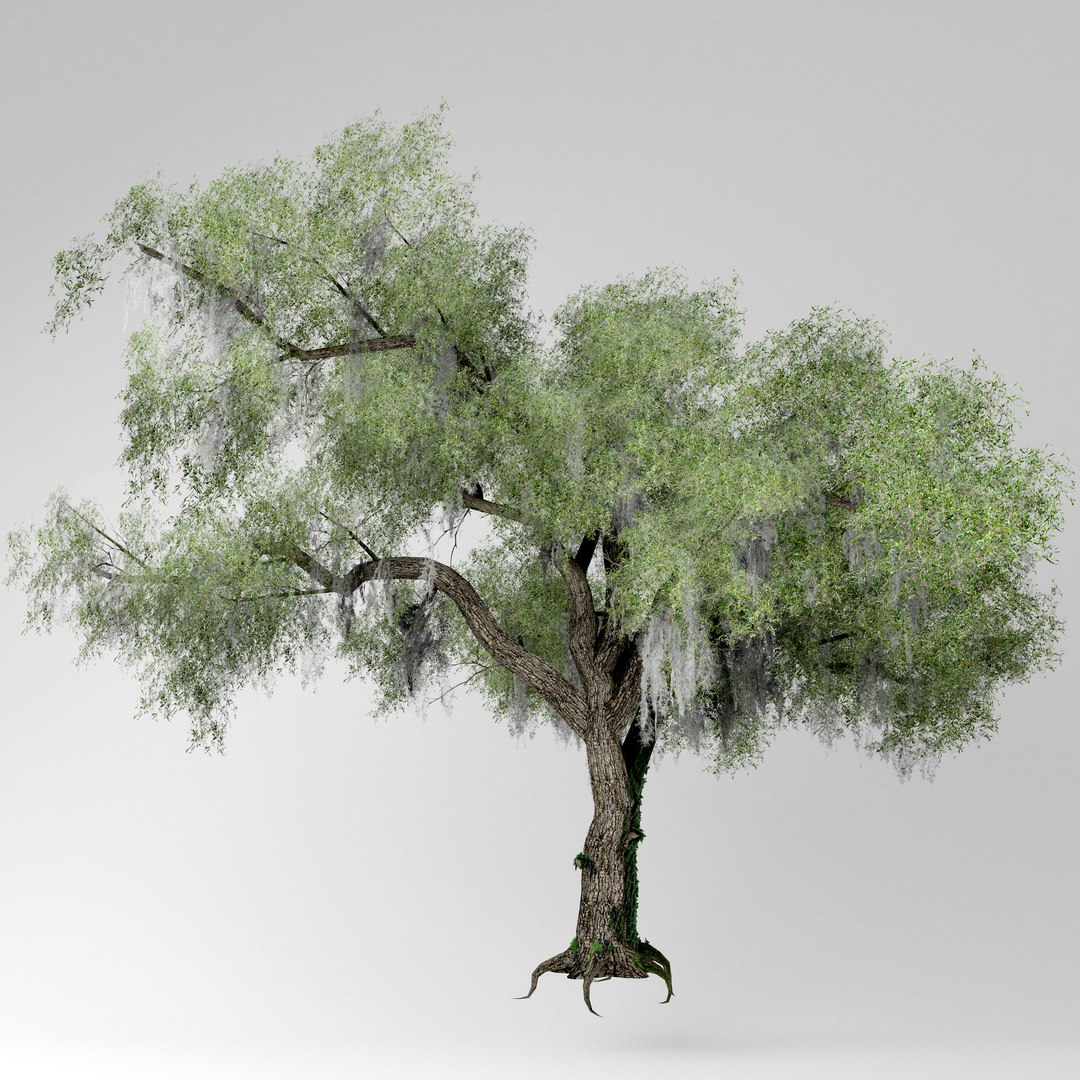 Live Oak Tree Model - TurboSquid 1622598