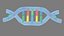 Structure de l'ADN v3