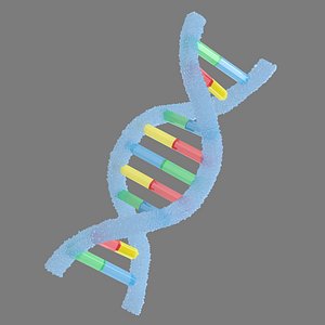 Structure of DNA v3 model