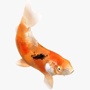 Japanese Carp Fish Rigged L1697 3D model