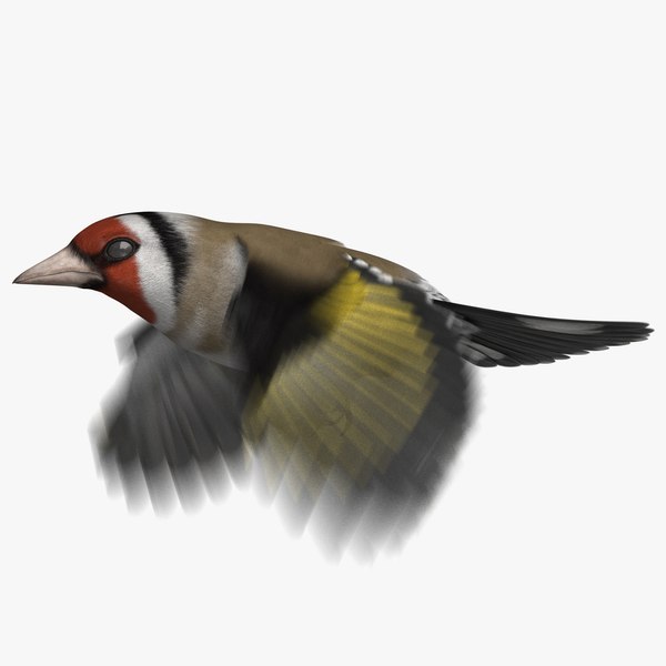 3D european goldfinch animation