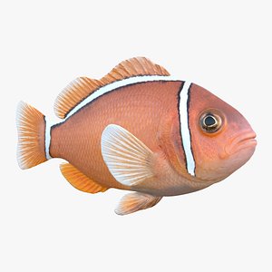 Pink Skunk Clownfish 3D model