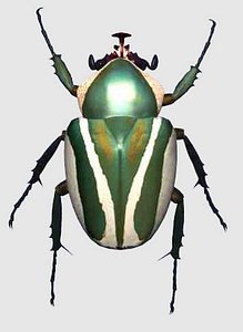 scarab3