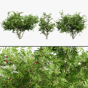 Harpephyllum caffrum 3D Tree Collection 3D