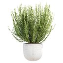 Pot Plant 3D Model Vol 324