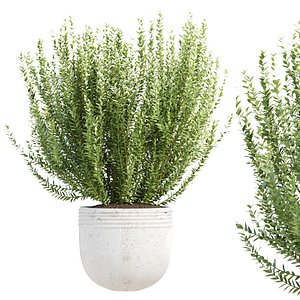 Pot Plant 3D Model Vol 324 3D