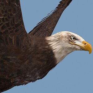 3D Pro Bald Eagle - 8k - 3d animated