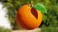 Procedural Orange Fruit with Leaf - Photoreal 3D Model