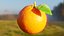Procedural Orange Fruit with Leaf - Photoreal 3D Model