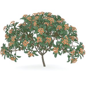 max plumeria rubra tree flowers