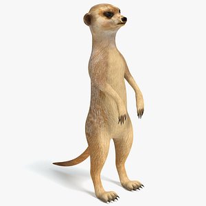 Meerkat