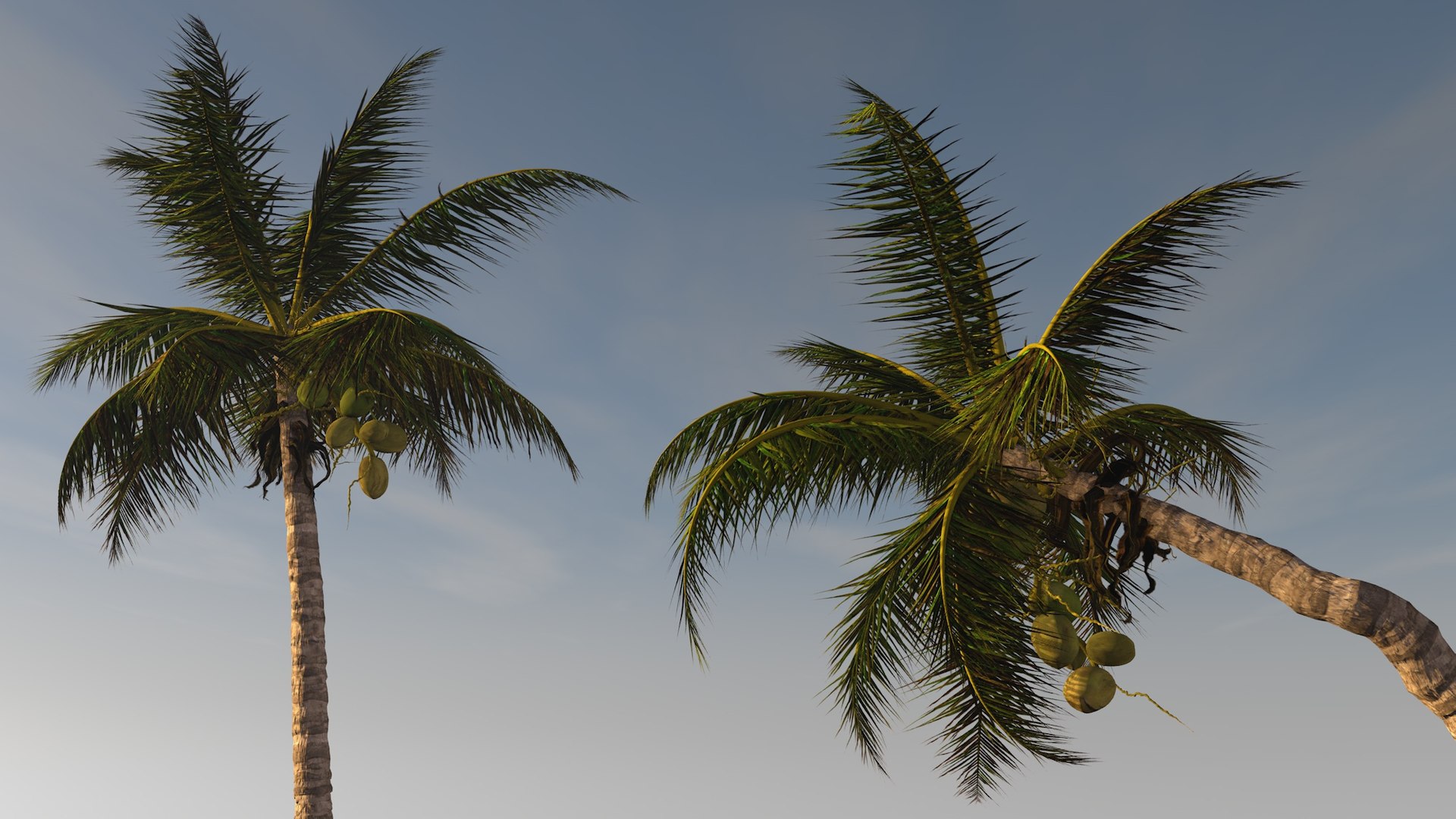 3D coconut palm model https://p.turbosquid.com/ts-thumb/Kn/Ka8Cs3/7FQYXduo/3/jpg/1518392716/1920x1080/fit_q87/808f41d13dc1ebdf5be5407215f372b57eee8108/3.jpg