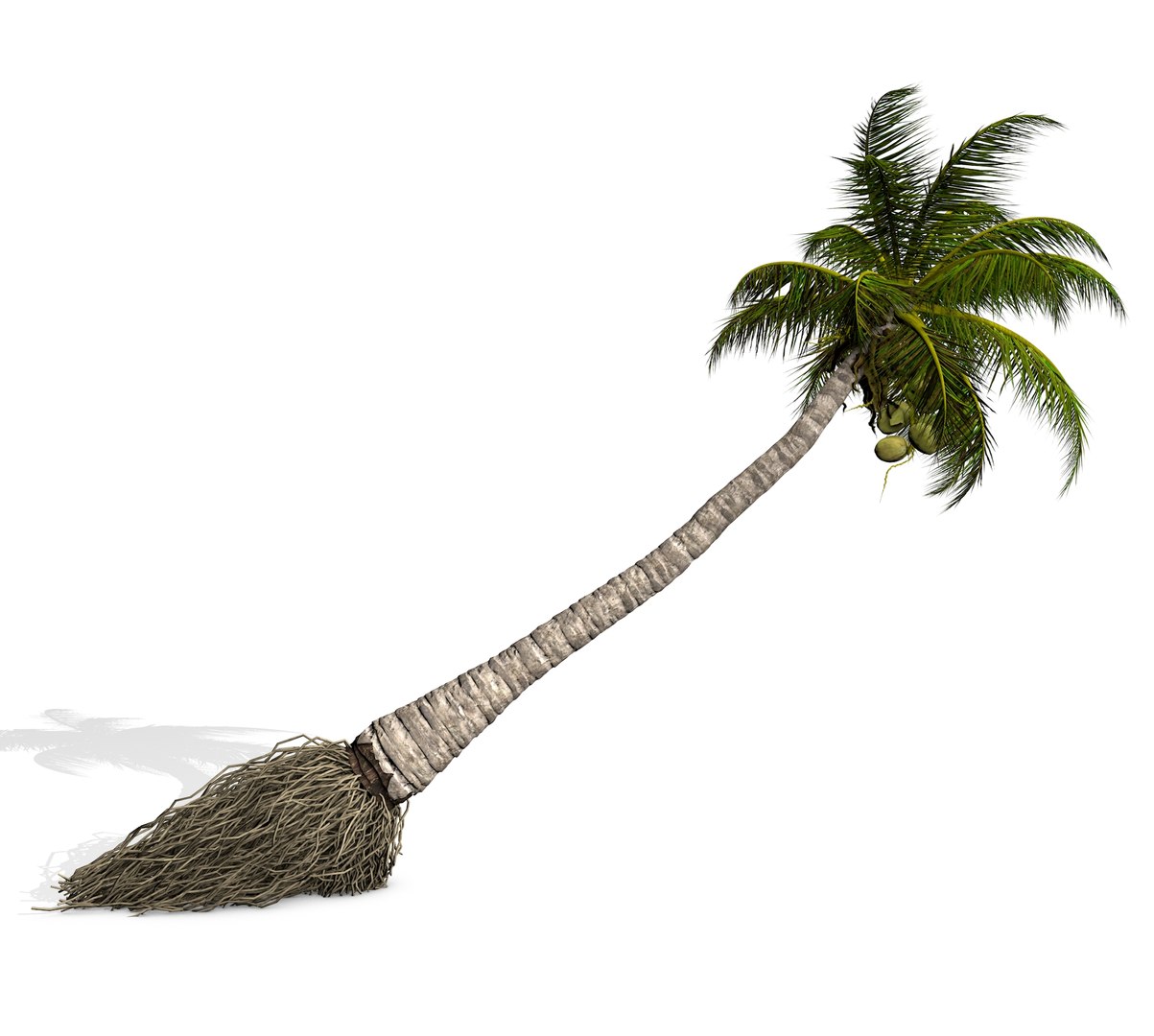 3D coconut palm model https://p.turbosquid.com/ts-thumb/Kn/Ka8Cs3/GuPH8eYU/5/jpg/1518392740/1920x1080/fit_q87/2719fdc5e8745054cb8706aa5c10e17a7ed6e2bd/5.jpg