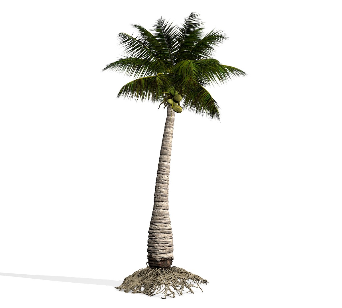 3D coconut palm model https://p.turbosquid.com/ts-thumb/Kn/Ka8Cs3/HsISzHQk/6/jpg/1518392751/1920x1080/fit_q87/5b625053a8a8bc5e964720c002c80037104f5239/6.jpg