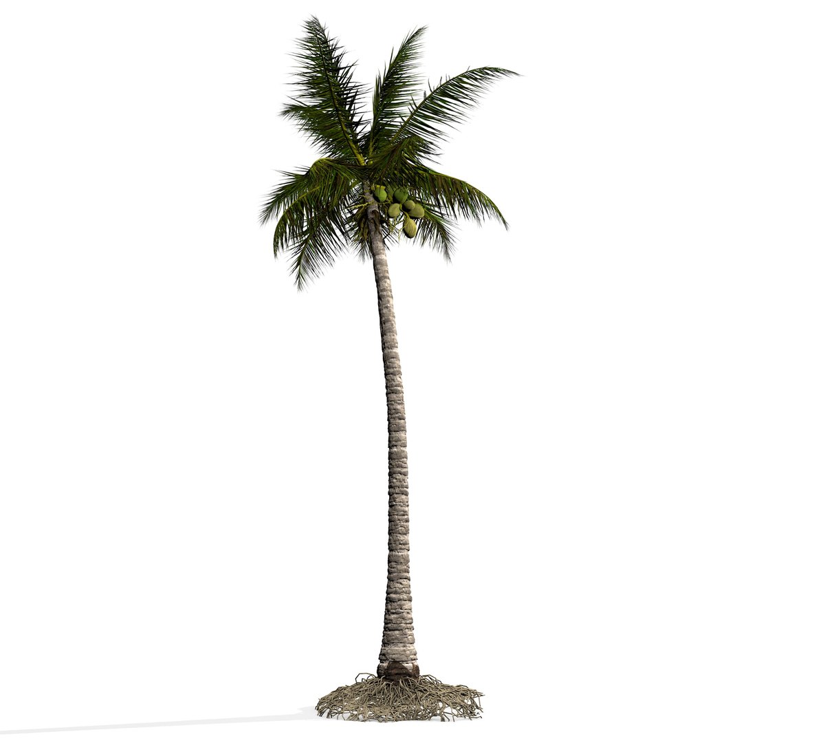 3D coconut palm model https://p.turbosquid.com/ts-thumb/Kn/Ka8Cs3/JKPC8zhJ/8/jpg/1518392785/1920x1080/fit_q87/0d9cbf71e8949d08ecc9690352f5fcfcc69c8d60/8.jpg