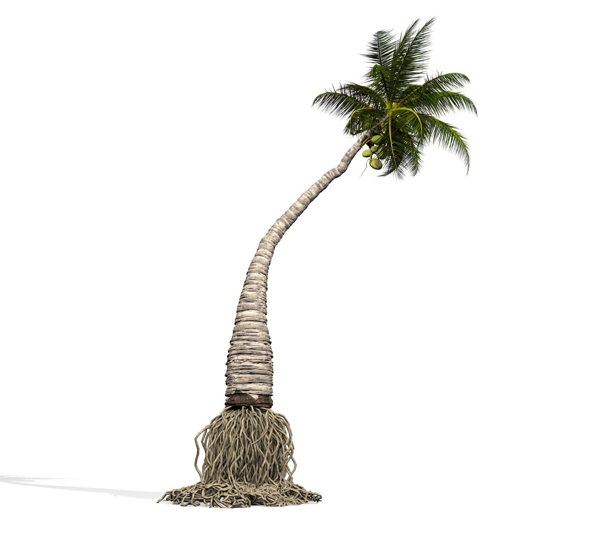 3D coconut palm model https://p.turbosquid.com/ts-thumb/Kn/Ka8Cs3/mffkrcJM/7/jpg/1518392765/1920x1080/fit_q87/4283f1919bc9dca90b165ce240c1059a9ff23e7e/7.jpg
