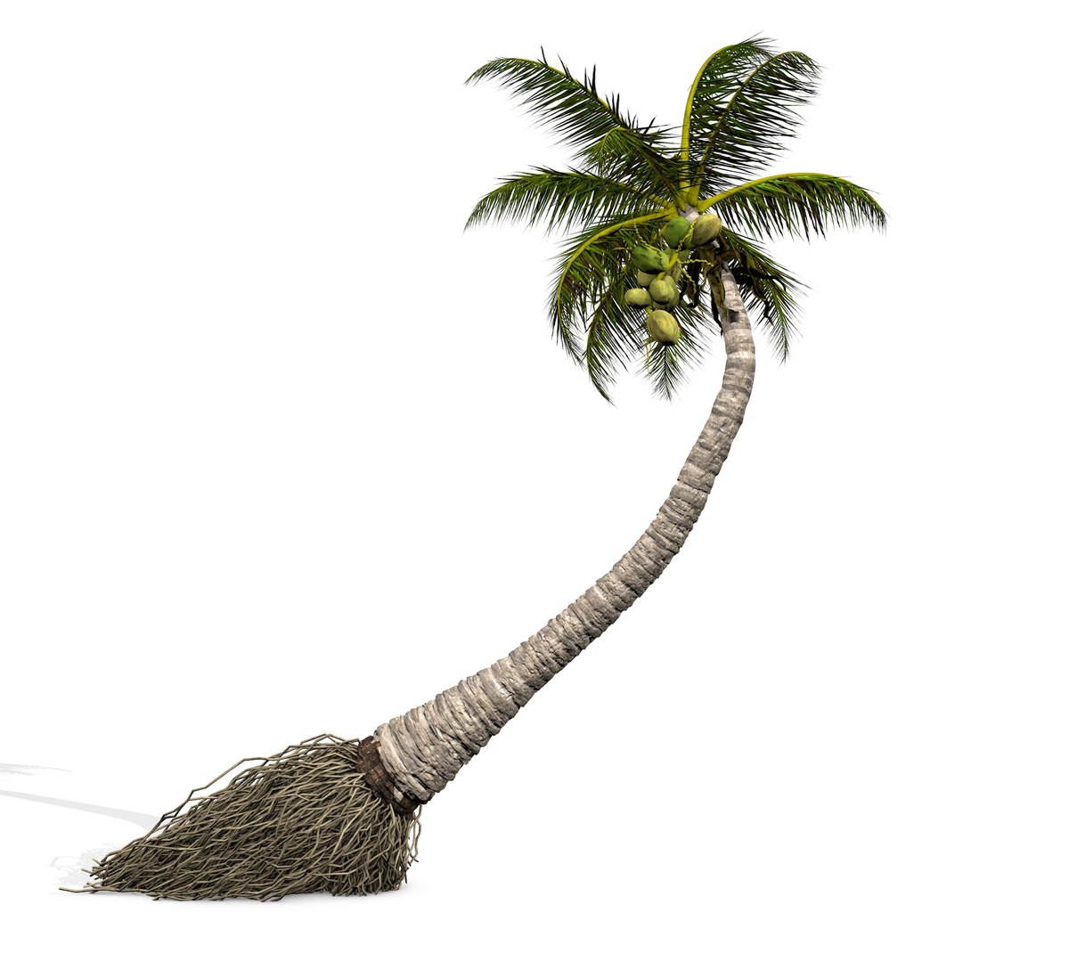 3D coconut palm model https://p.turbosquid.com/ts-thumb/Kn/Ka8Cs3/nhcJ87BD/9/jpg/1518392806/1920x1080/fit_q87/ddbd4b8d1fe267b60fe348d86852c27b71bba050/9.jpg