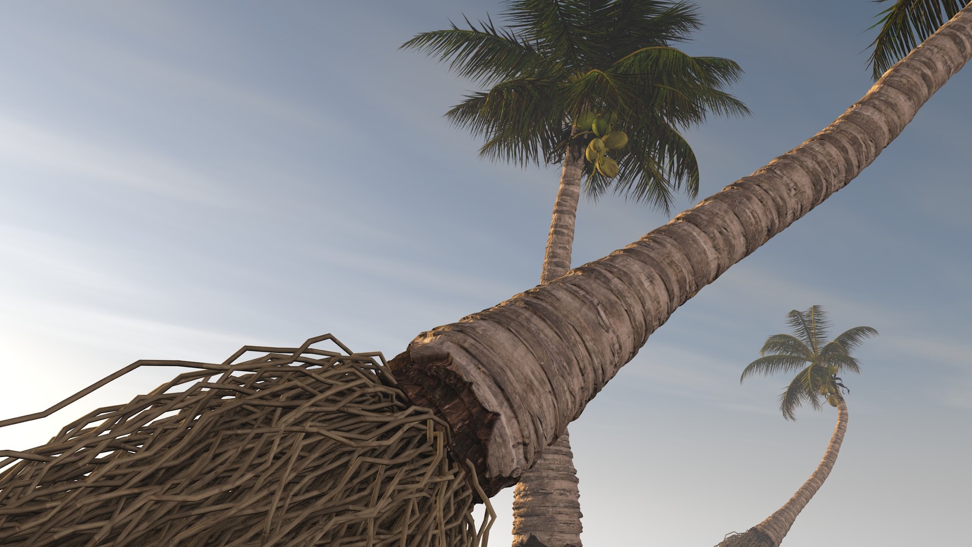 3D coconut palm model https://p.turbosquid.com/ts-thumb/Kn/Ka8Cs3/wosflmQu/4/jpg/1518392728/1920x1080/fit_q87/c2483e92df29b4c7328d65e2bfd37904521413d4/4.jpg