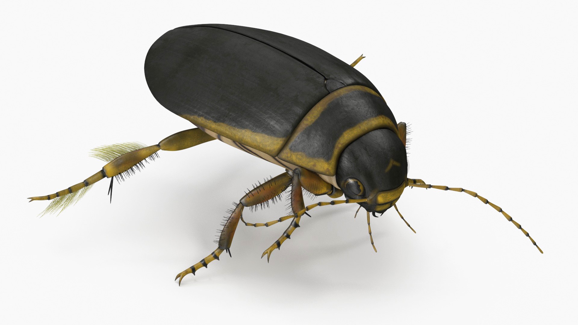 Aquatic Beetle Brown Floating 3D model preview