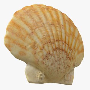 Scallop