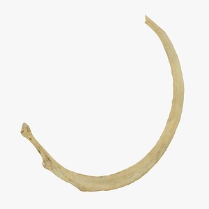 3D costae verae true rib model