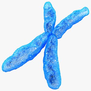 3d chromosome