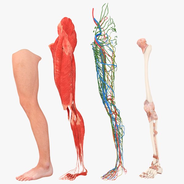 Realistic Leg Anatomy Male 3D model