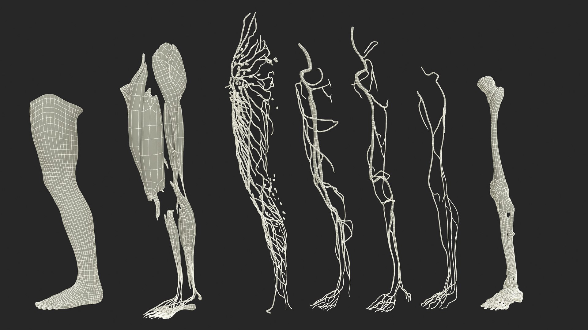 Realistic Leg Anatomy Male 3D model - TurboSquid 2168207