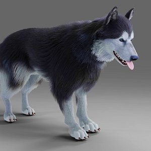 Fur Gray Wolf Rigged V01 in Blender 3D model