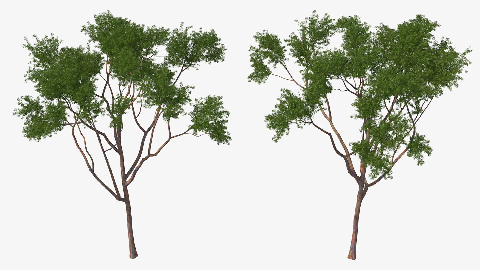 Rainbow Eucalyptus Tree 3D model preview