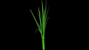 PADDY DUST 5 TEXTURE MAX 2012 3D model