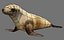 Lion de mer de Steller