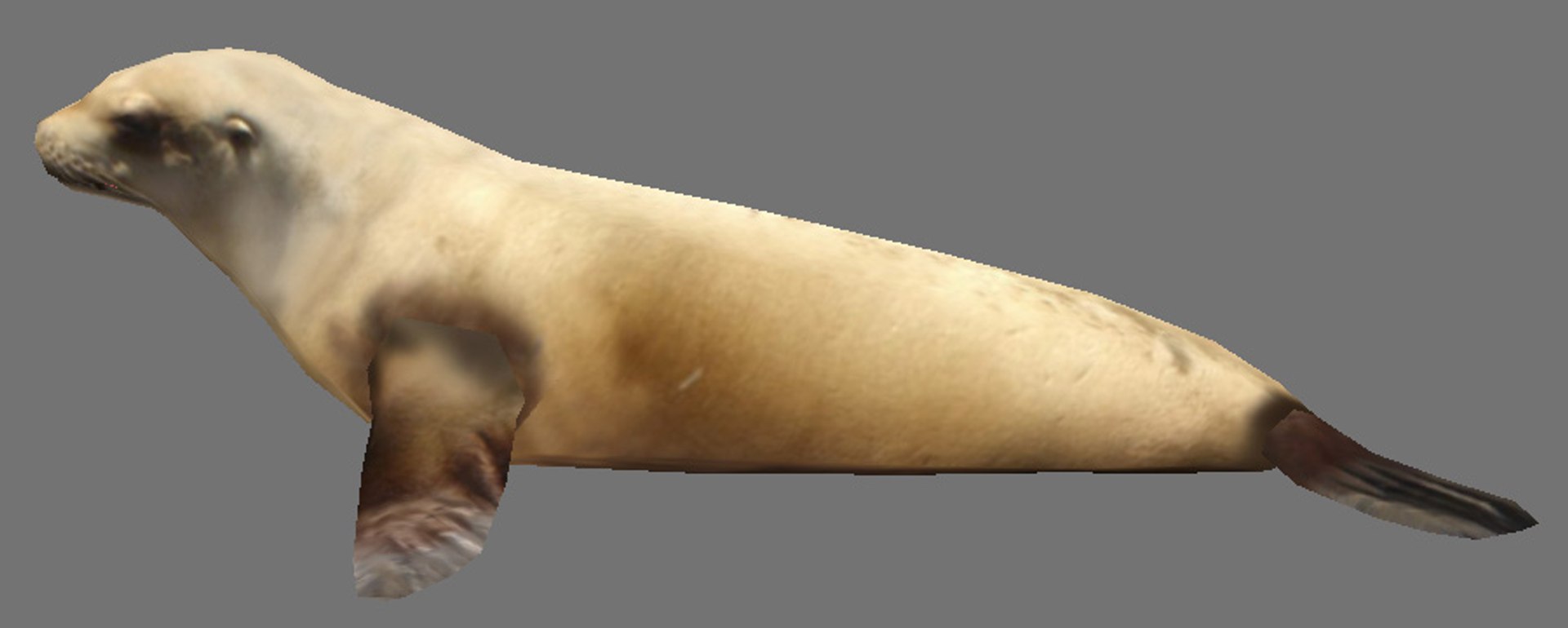 steller sea lion obj https://p.turbosquid.com/ts-thumb/Kn/nC19Ze/dJippWd2/img3/jpg/1280612594/1920x1080/fit_q87/0c76fd5f591d7f0574f1aaa7335f0372c0c5ccf7/img3.jpg