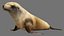 Lion de mer de Steller