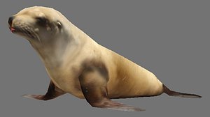 Steller sea lion
