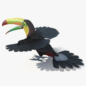 3D Keel Billed Toucan with Wings Spread