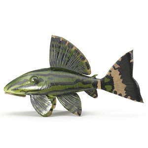 Catfish 3D