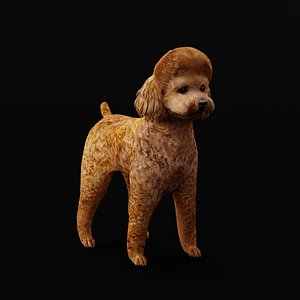 Toy Poodle Dog