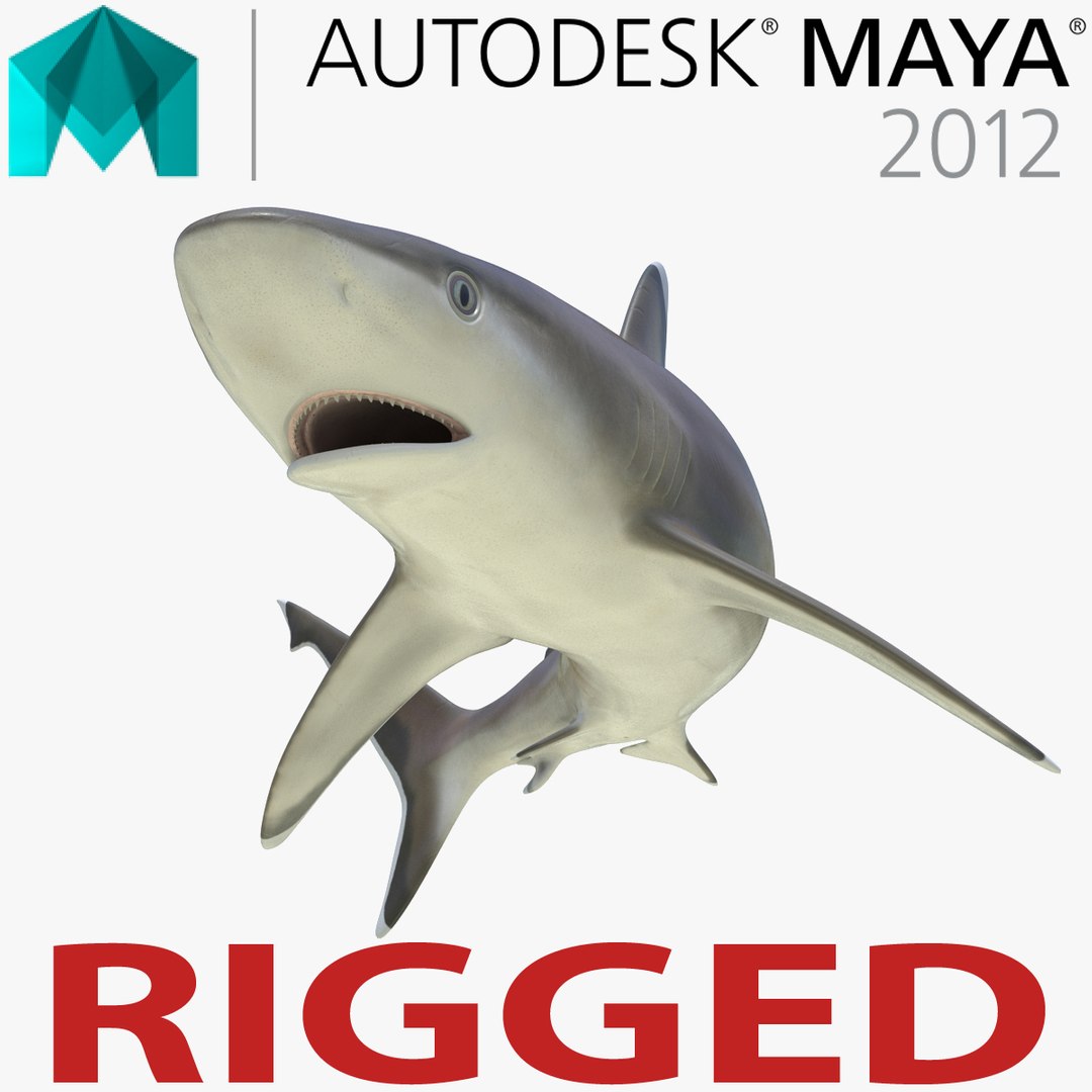 Silvertip Shark Rigged for Maya 3D Model 3D model preview