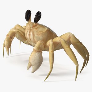 3D Shoreline Sand Crab Beige Looking Pose